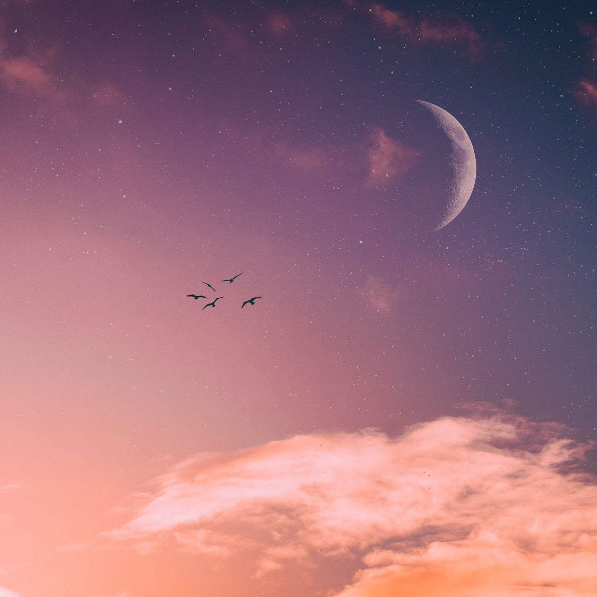 Nouvelle Lune en Lion du 28 Juillet